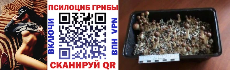 Купить  Звенигород  Галлюциногенные грибы мухоморы 